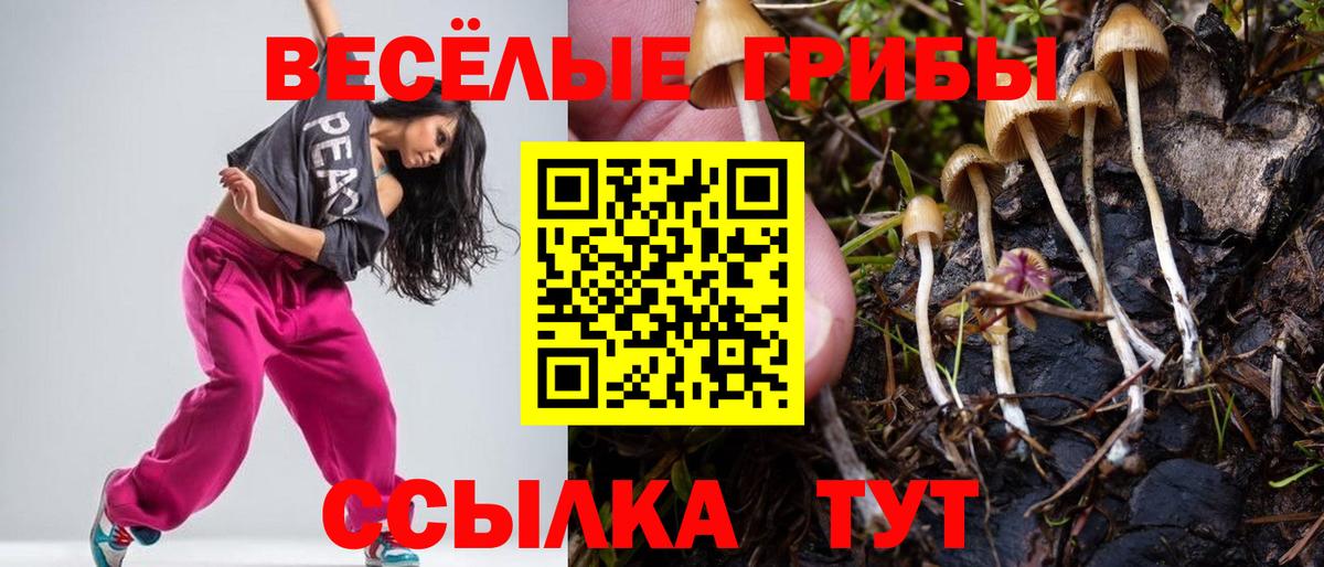 Псилоцибиновые грибы Psilocybe Бутурлиновка